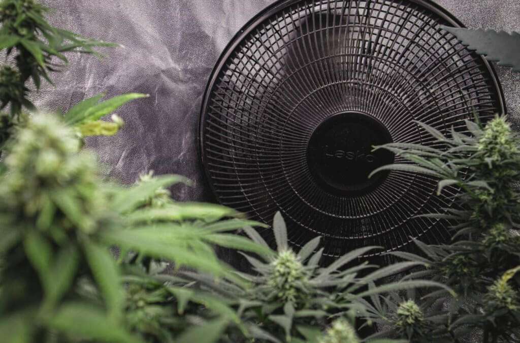 A small fan gently blowing on a lush monstera plant.