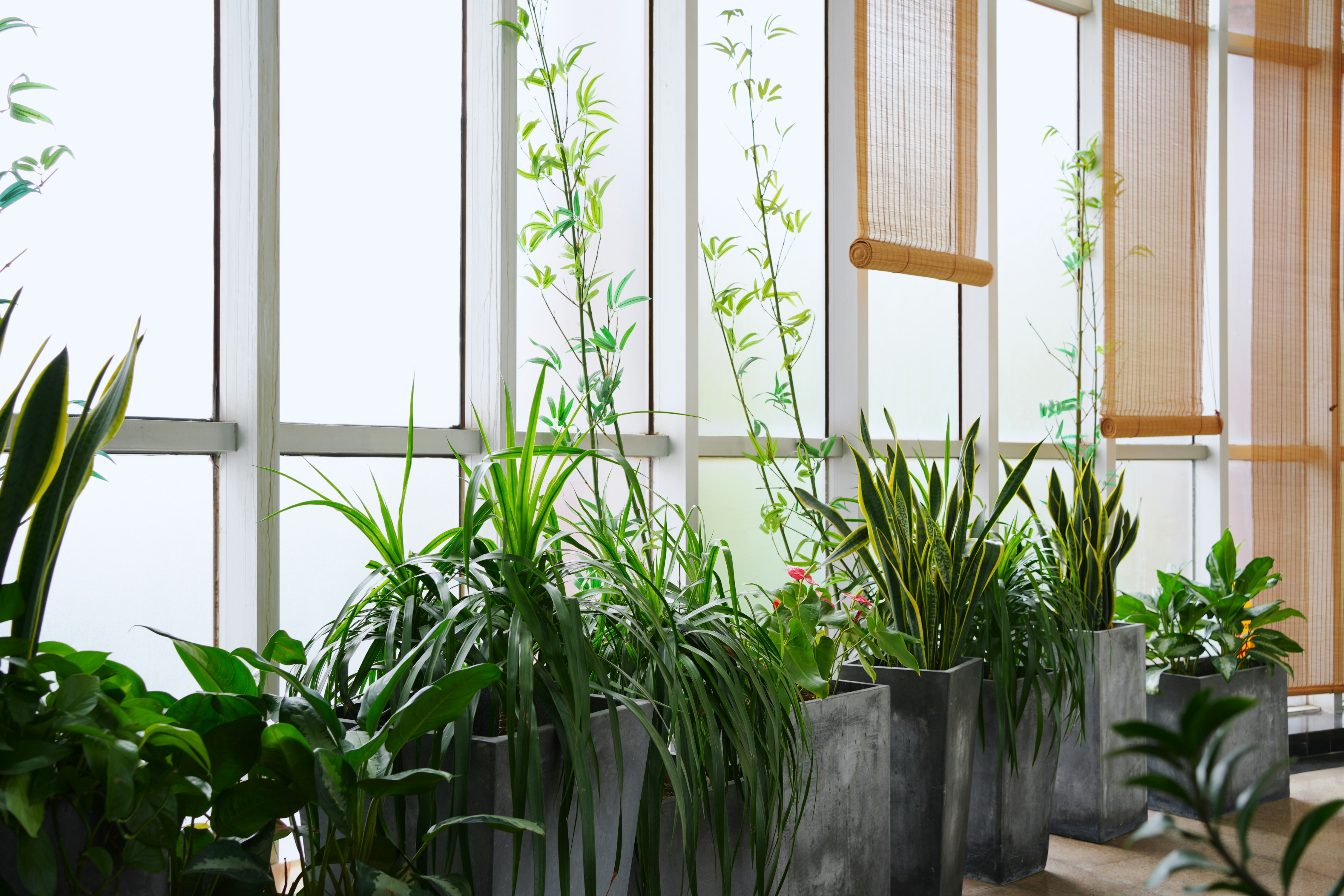 Plant Fertilizer