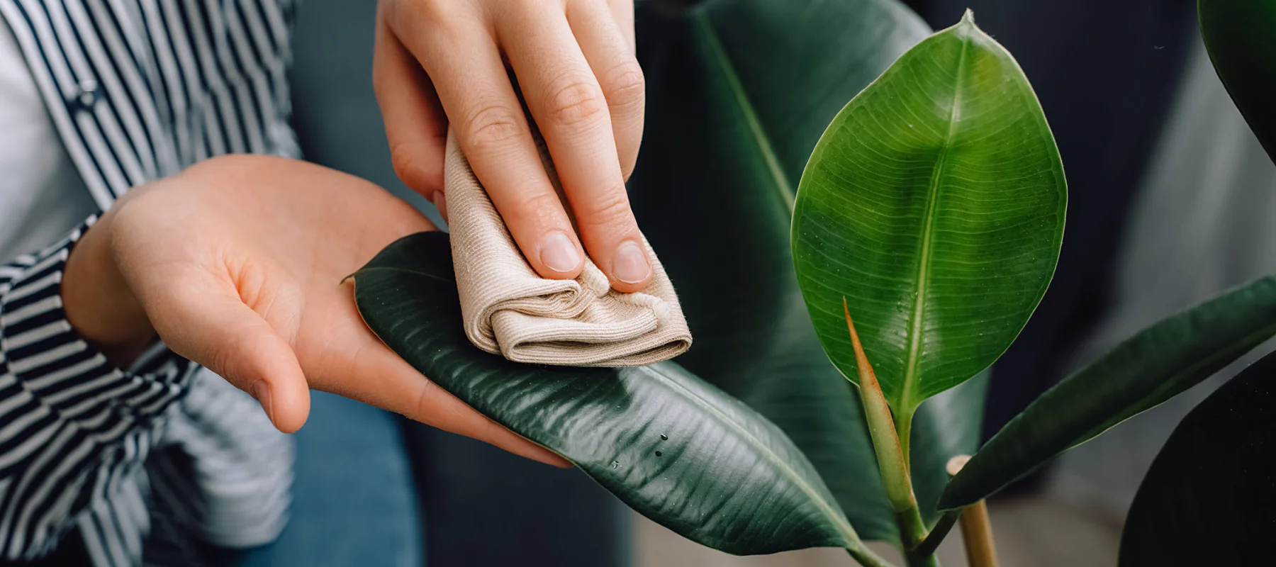 Wiping Plant Leaves