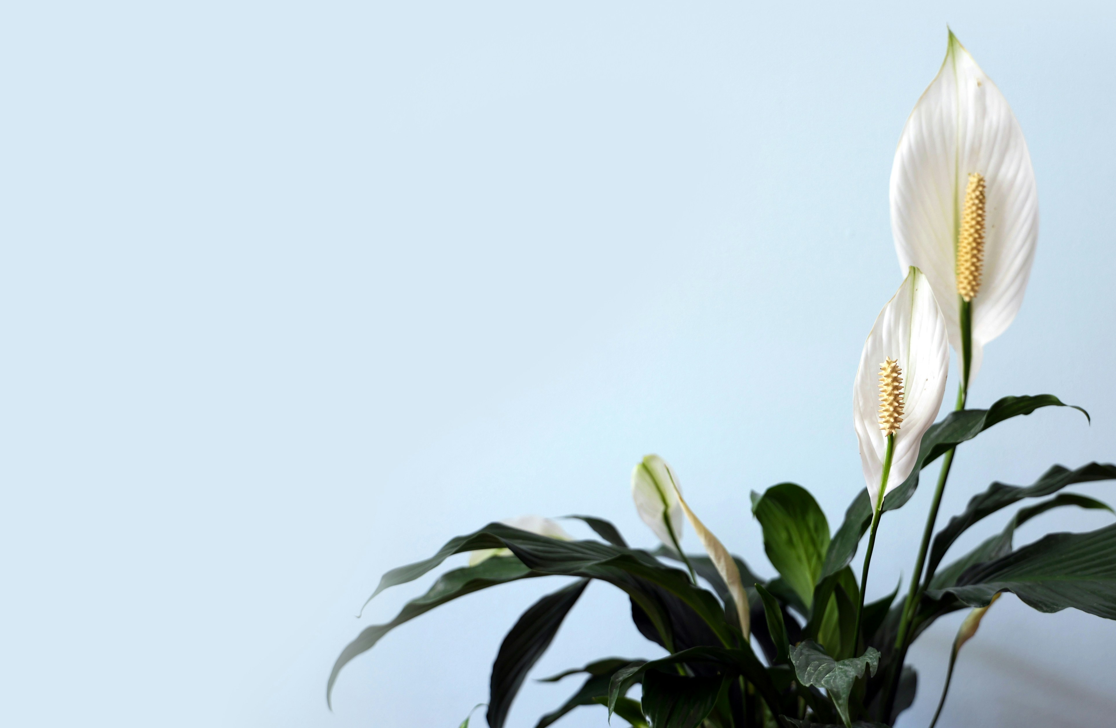 Low Light Plant Example
