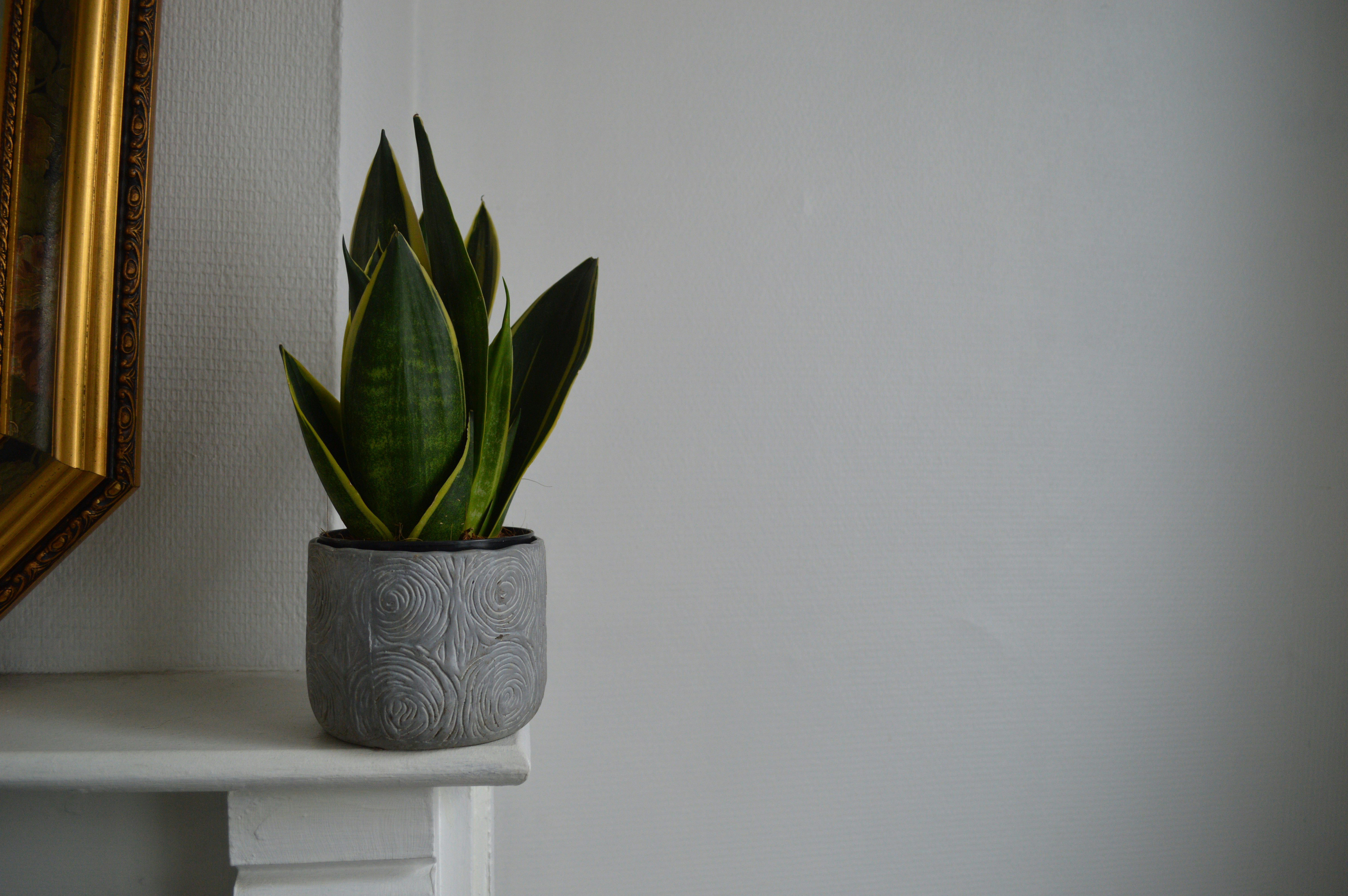 Snake Plant in Pot