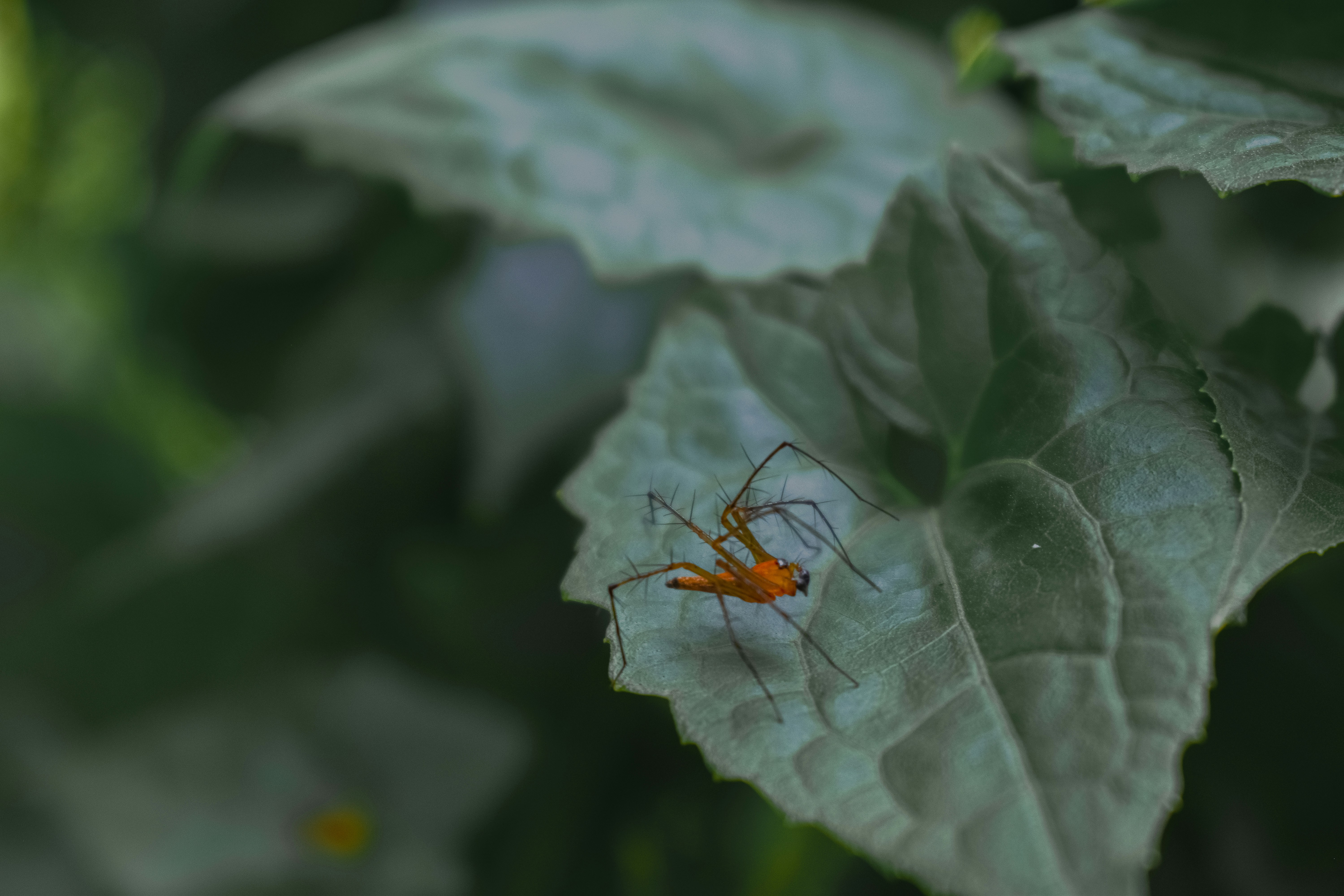 Close-up of spider mites on a plant leaf