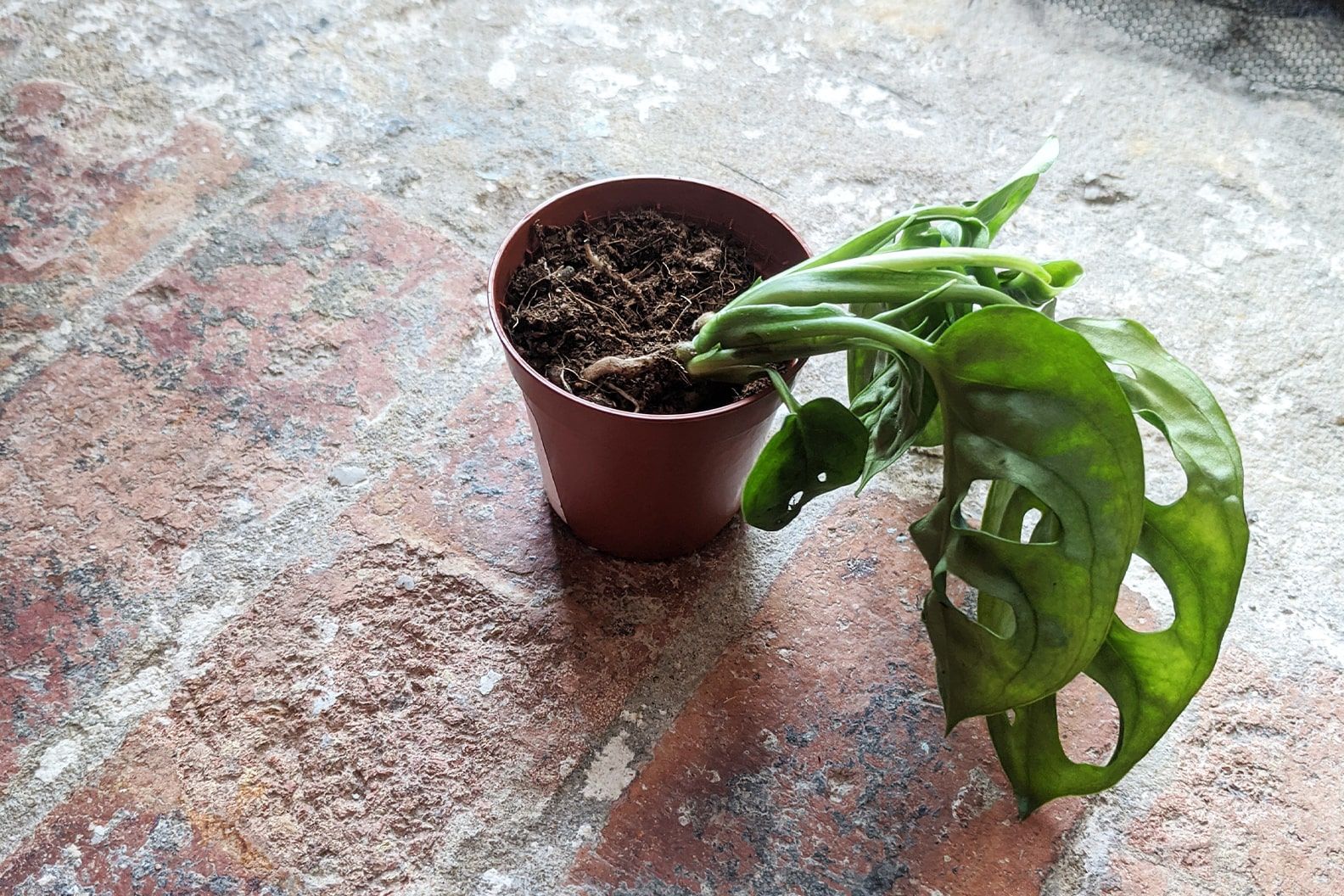 Overwatered houseplant in soggy soil
