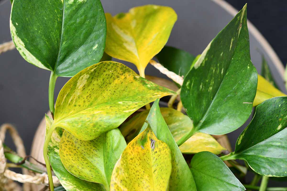 Close-up of yellow leaves on a pothos