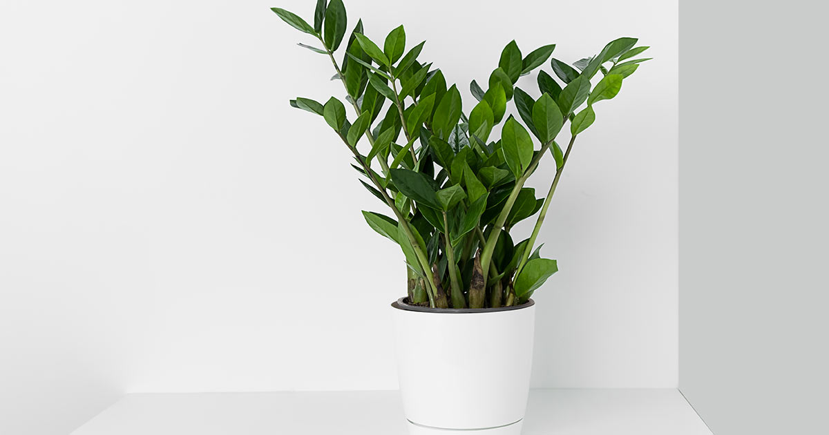 ZZ Plant in Pot
